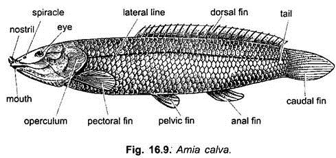 Amia Calva