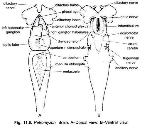 Dorsal and Ventral View of Brain