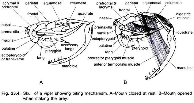 Skull of a Viper Showing Biting Mechanism