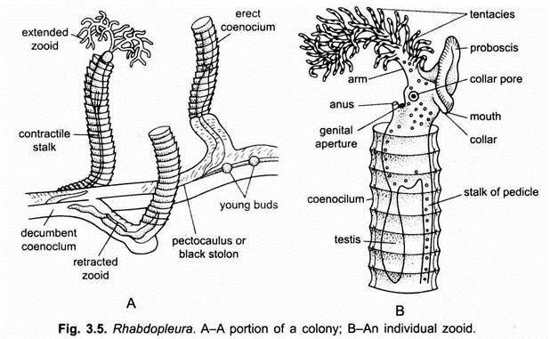 Rhabdopleura