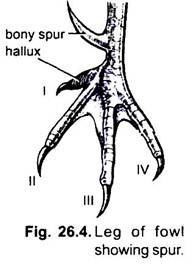 Leg of Fowl Showing spur