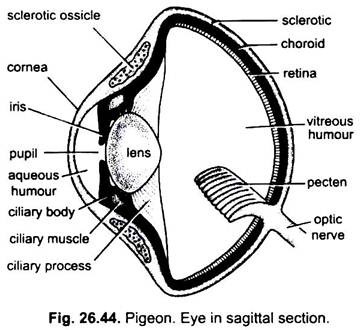 Eye in Sagittal Section