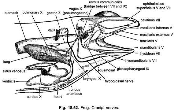 Cranial Nerves