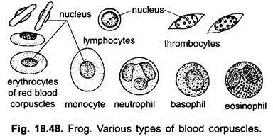 Various Types of Blood Corpuscles