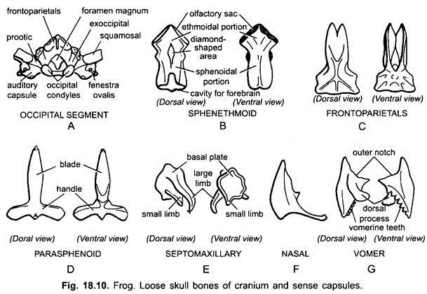 Loose Skull Bones of Cranium and Sense Capsules