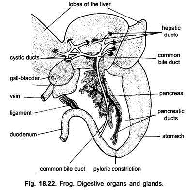 Frog: Digestive Organs and Glands