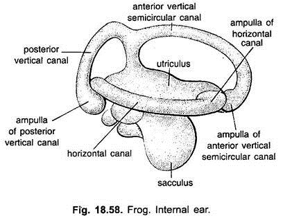 Internal Ear