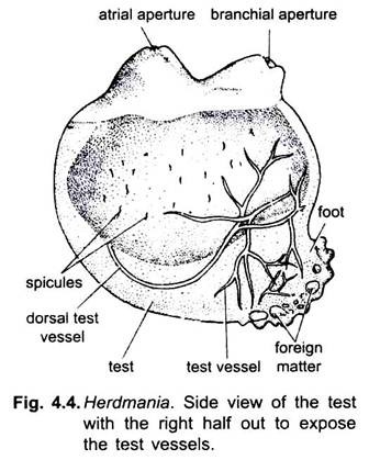 Side View of the Test