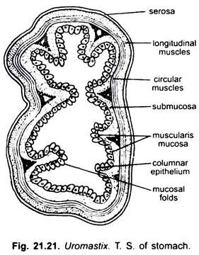 T.S. of Stomach