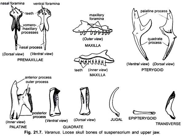 Loose Skull Bones of Suspensorium and Upper Jaw