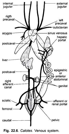 Venous System