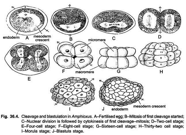 Cleavage and Blastulation in Amphioxus