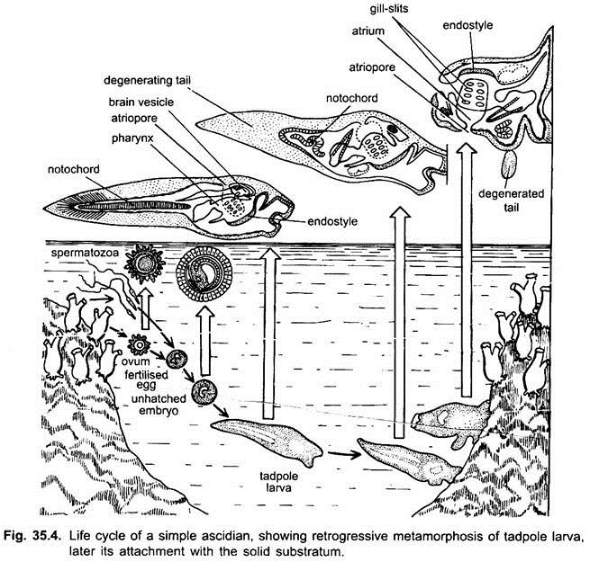 Life Cycle of a Simple Ascidian