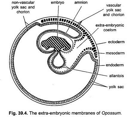 Extra-Embryonic Membranes of Opossum