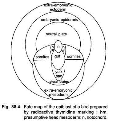Fate Map of the Epiblast of a Bird