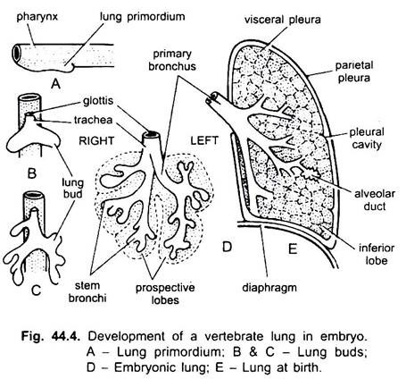 Development of a Vertebrate Lung in Embryo