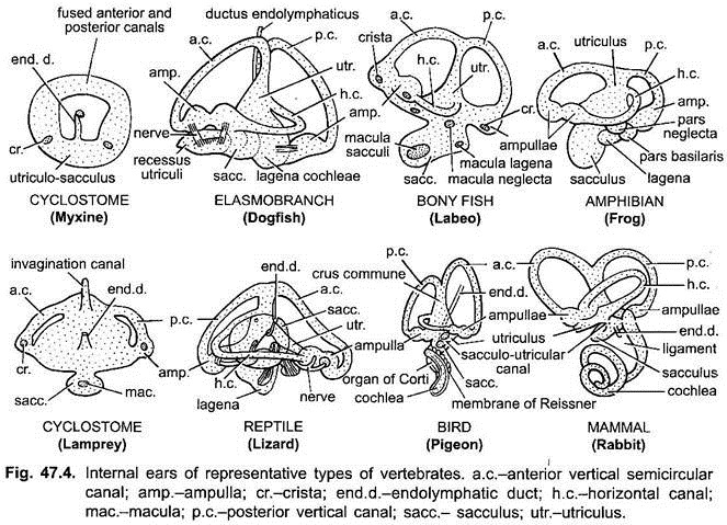 Internal Ears of Representative Types of Vertebrates