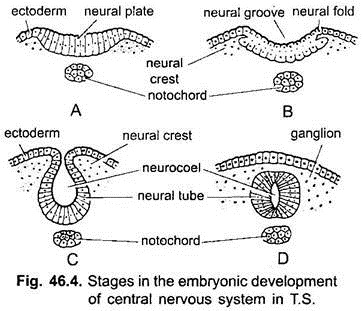 Stages in the Embryonic Development of Central Nervous System in T.S.