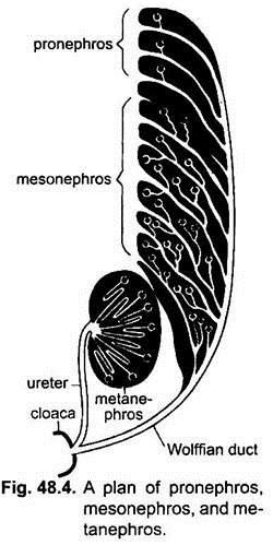 Plan of Pronephros, Mesonephros and Metanephros