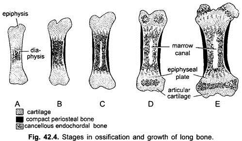 Stages in Ossification and Growth of Long Bone