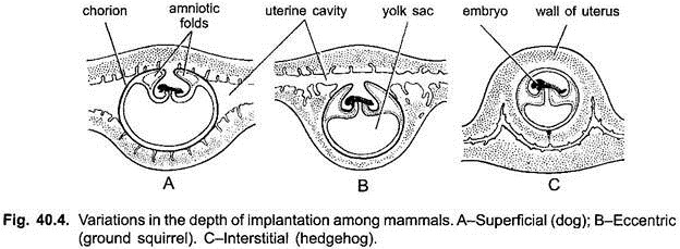 Variations in the Depth of Implantation among Mammals