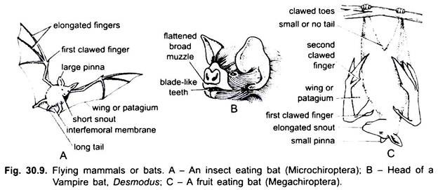 Flying Mammals or Bats