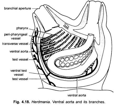 Ventral Aorta and its Branches