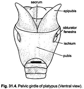 Pelvic Girdle of Patypus