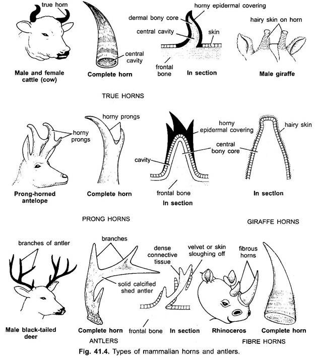 Types of Mammalian Horns and Antlers