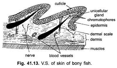 V.S. of Skin of Bony Fish