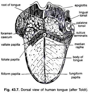 Dorsal View of Human Tongue