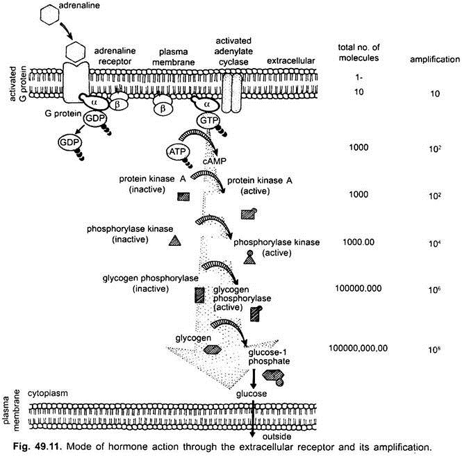 Mode of Hormone Action