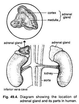 Location of Adrenal Gland and its Parts in Human