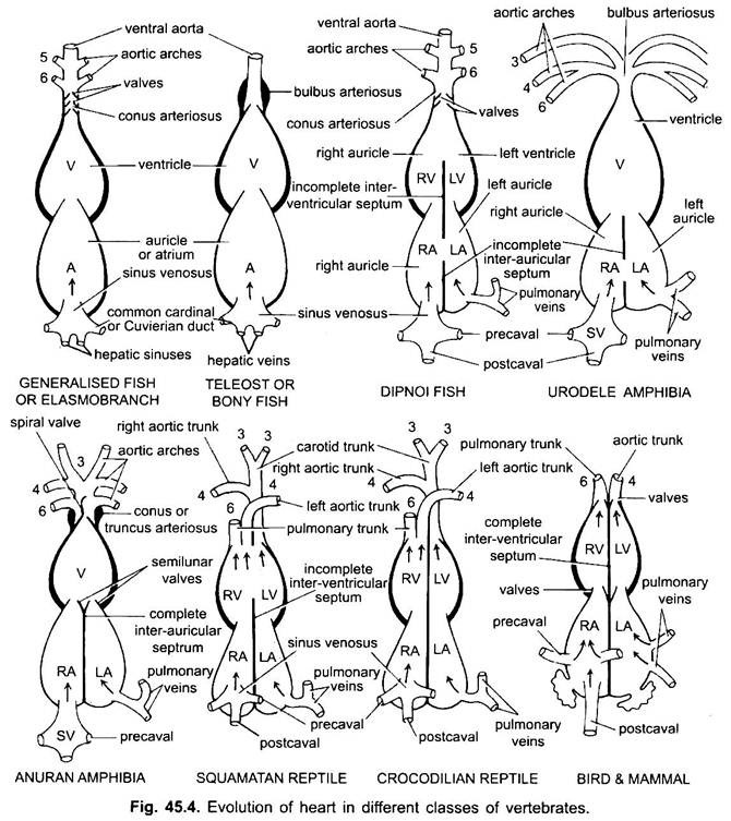 Evolution of Heart in Different Classes of Vertebrates