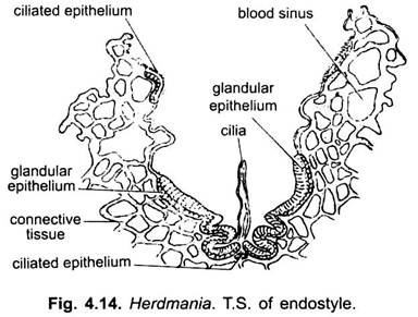 T.S. of Endostyle