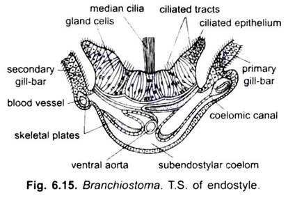 T.S. of Endostyle