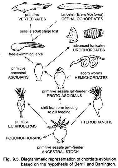 Diagrammatic Representation of Chordate Evolution based on the Hypothesis of Berrill and Barrington