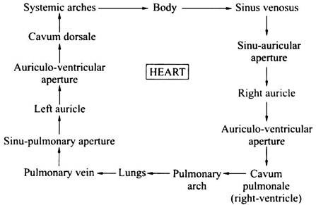 Blood Criculation in the Body