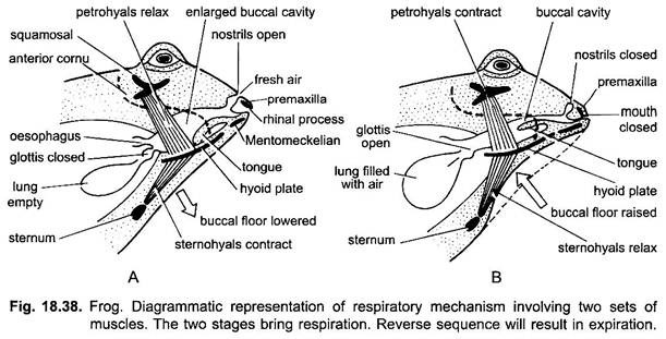 Respiratory Mechanism Involving Two Sets of Muscles