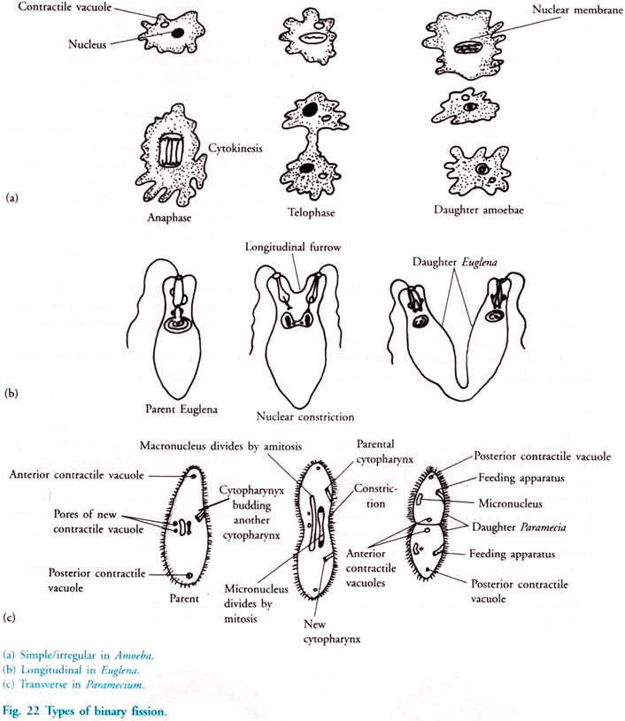 Types of Binary Fission