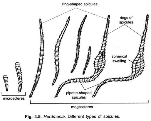 Different Types of Spicules
