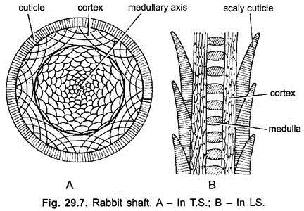 Rabbit Shaft