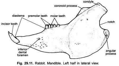 Left Half in Lateral View