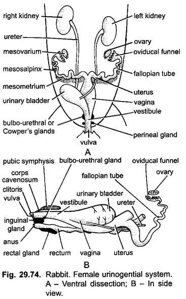 Reproductive System of Rabbit (With Diagram) | Chordata | Zoology