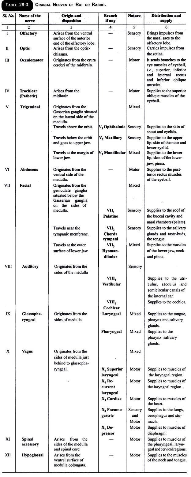 Cranial Nerves of Rat or Rabbit