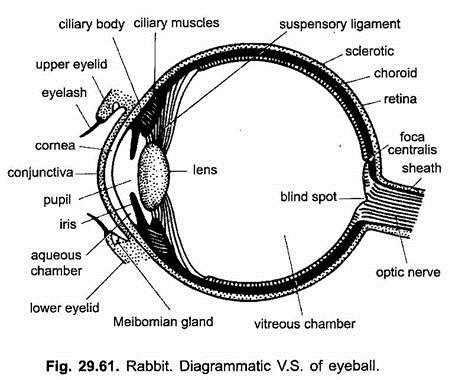 Diagrammatic V.S. of Eyeball