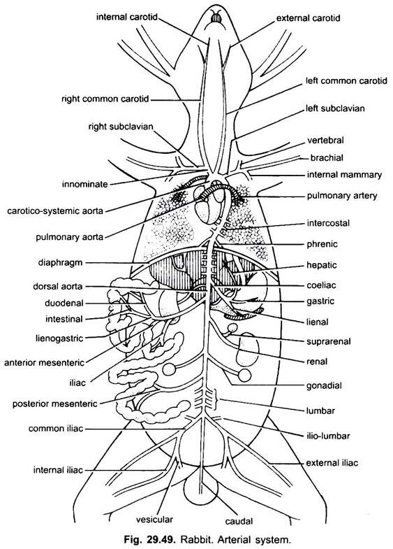 Arterial System