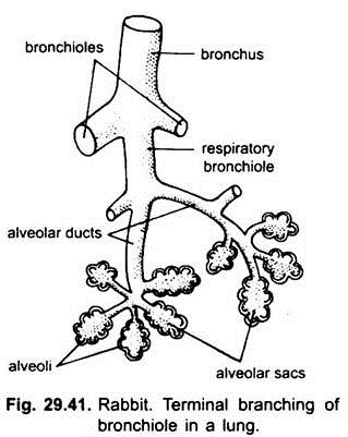 Terminal Branching of Bronchiole in a Lung