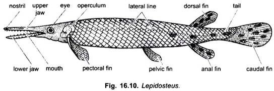 Lepidosteus