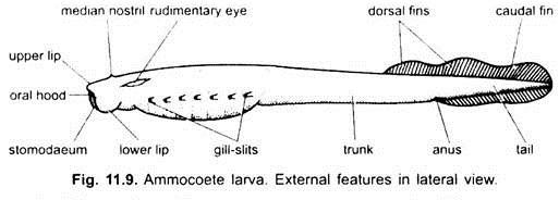 Ammocoete Larva